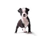 Dog Friendly